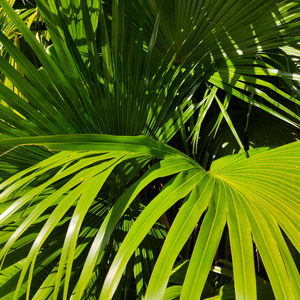 日本japenese高清教师
